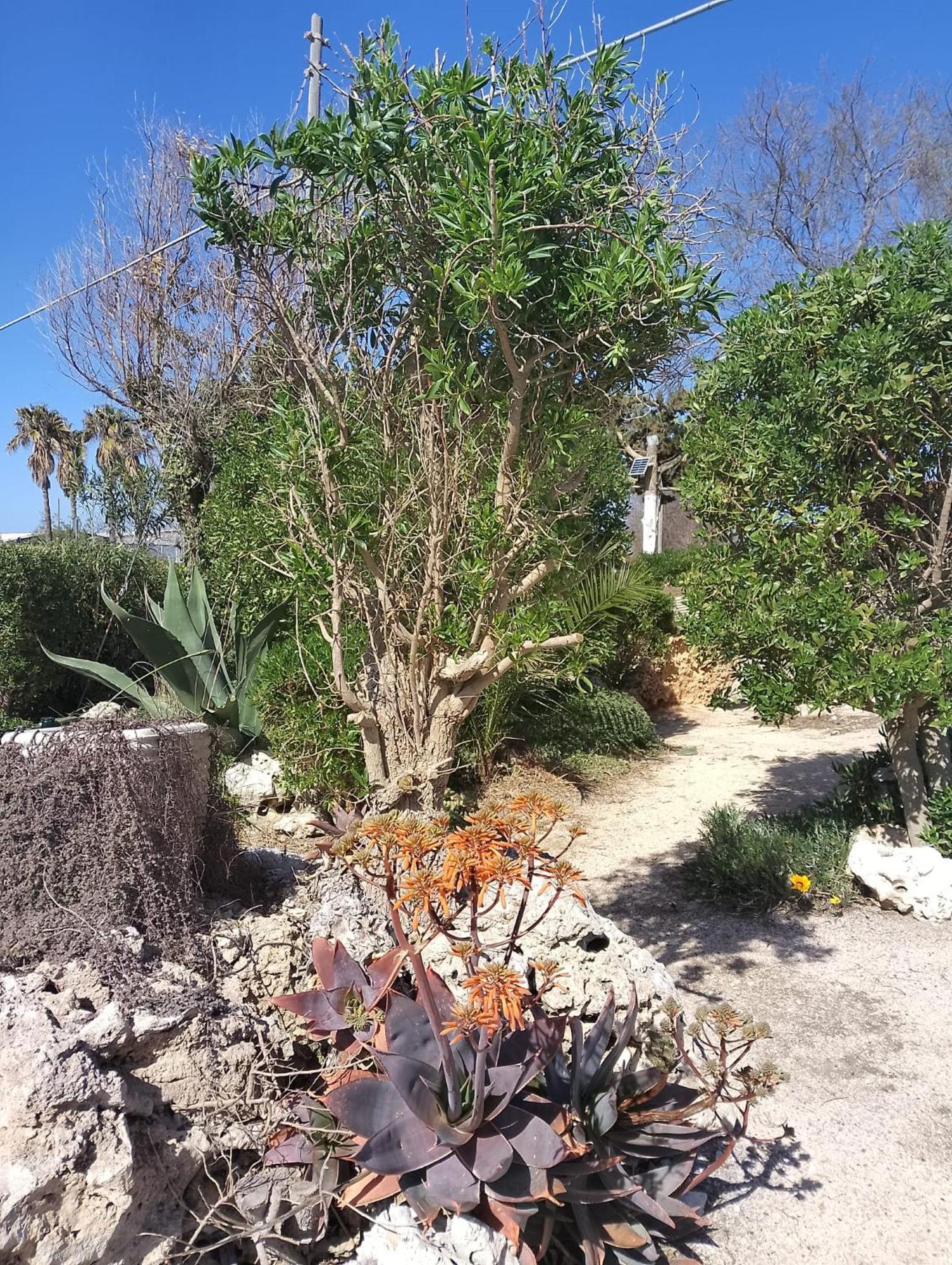 Punta Grossa Apartments By My Home Apulia Торе Лапило Екстериор снимка